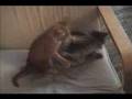 Cat Fight