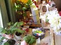 Sunshine trick for your little geranium plants. This also uses a china cup and saucer for each plant.