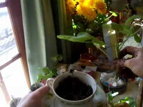 how to cut and replant geraniums