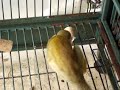 Squirrel Monkeys enjoying treats
