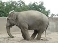 Funny Elephant