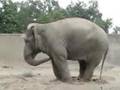 Funny Elephant Disco Dancing