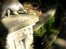 Monkey Forest, Bali