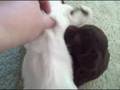 videos de toffee2