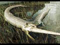 Snakes vs Crocodiles. (Snake is the Winner).