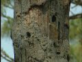 Woodpecker