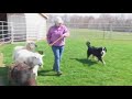 Herding Instinct Test