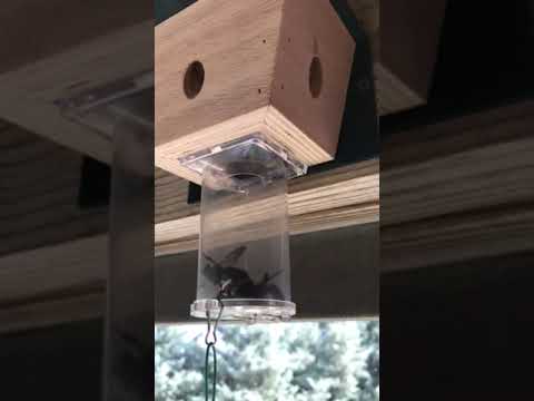 image preview of video showcasing Video: Our Best Bee Trap in Action!