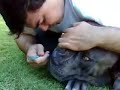 CEPILLADO DE DIENTES AL PERRO