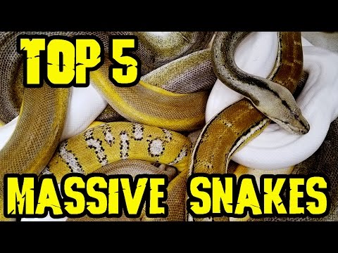 YouTube reptile video