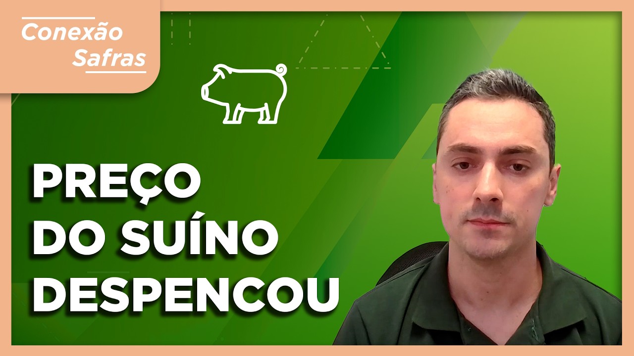 PREÇO DO SUÍNO DESPENCOU: O que está acontecendo com o mercado suíno? - Conexão Safras