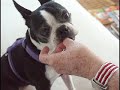 boston terrier lettie the lip enjoys carrottfest