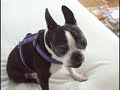 boston terrier lettie the lip enjoys carrottfest