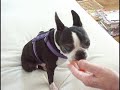 boston terrier lettie the lip enjoys carrottfest