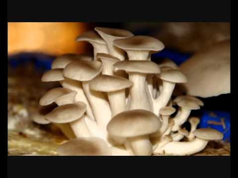 how to grow mushroom in hindi