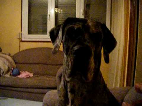dogue allemand