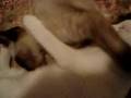 Incesto Animal!