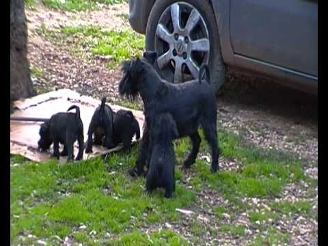 schnauzer nano nero(zwergschnauzer )genealogia del nuovo gervasio genitori visibili 