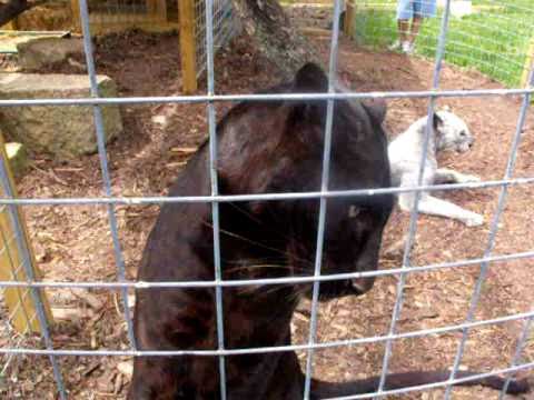 black leopard