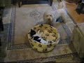 Cats & Dogs Cats & Dogs
