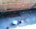 Daniel Harkin Monitor Smash