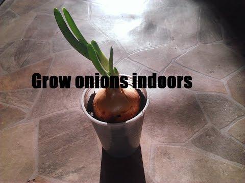 how to grow scallions indoors