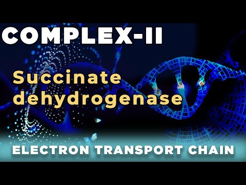 Electron transport chain  COMPLEX – 2 (Succinate dehydrogenase)