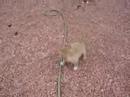 Housebreaking 5 1/2 week old Dingoes