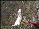 Clucky the Ferret Walking in the Park Clucky the Ferret Walking in the Park