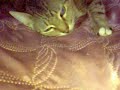 Фантастический Кот 3 Трейлер