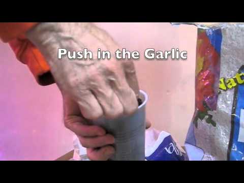 how to grow garlic in iowa