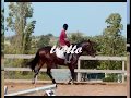 Vareide - Sella Italiano, baio, 2004