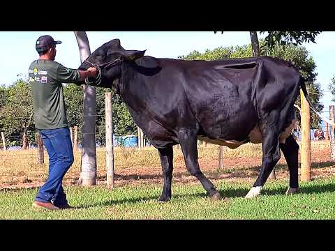 LOTE 01 - ICH S3659 IONARA AMMO