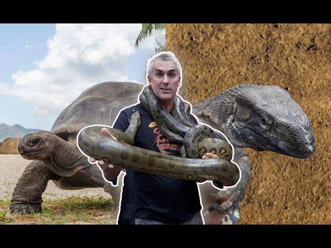 YouTube reptile video