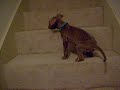 Leonitis Takes the Stairs
