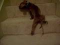 Leonitis Takes the Stairs