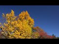 紅葉の上田城跡公園2014・4K撮影 上田紅葉