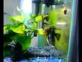 Angelfish laying eggs