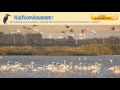 Bird watching South Africa | Kuifkopvisvanger Self ...
