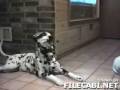 dogs talk like