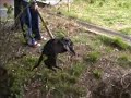 Bakalovic nosi mrtvu macku Bakalovic nosi mrtvu macku