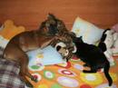 Dog fighting - Boxer- Dogs Dog fighting - Boxer- Dogs