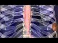 I can't believe it remix ( The Digestion Song) Travis Finlay
