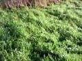 videos de Antennebouw sleufje graven voor voedingskabel