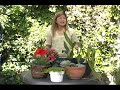 Interior & Exterior Potted Plants : Types of Potted Plants Interior & Exterior Potted Plants : Types of Potted Plants