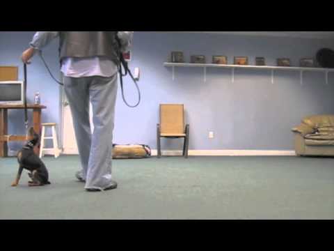 cincinnati - This is a Video compilation of 3 Puppies being <b>...</b>