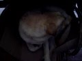 videos de la cane