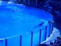 Seaworld 