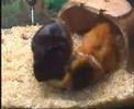 Guinea Pigs Guinea Pigs