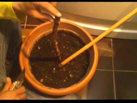 how to care for ficus lyrata